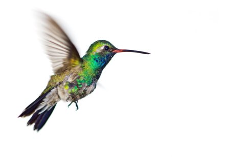 Colibrí PNG