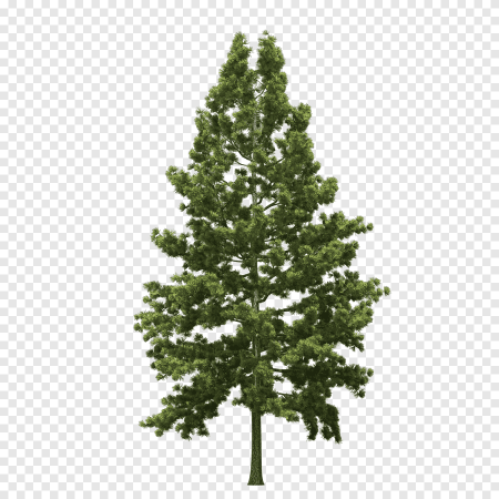Елка Annapolis fir Tree