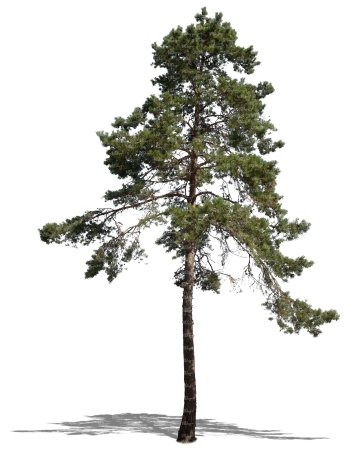 Сибирский кедр