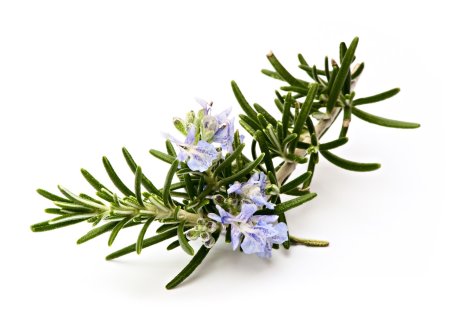 Розмарин Rosmarínus officinális Santa Barbara