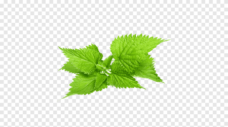 Крапива без фона