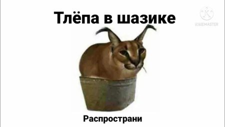Тлепа в шазике