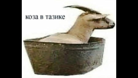 Коза в тазике распространение