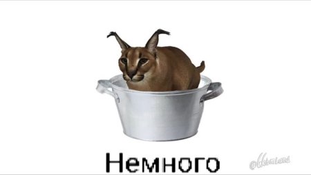 Шлёпа в тазике