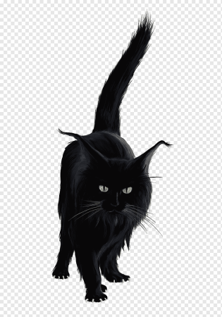 Картинки черная кошка без фона (49 фото)