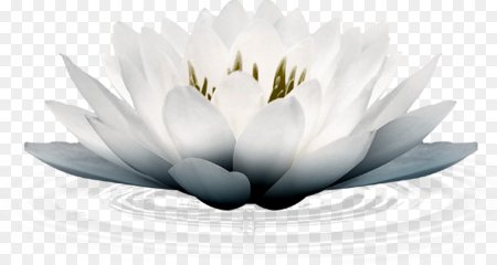 Кувшинка на белом фоне