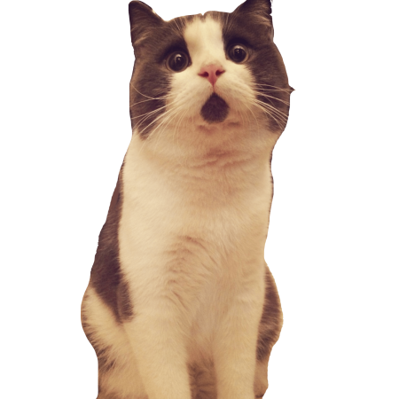 Удивленный кот на белом фоне