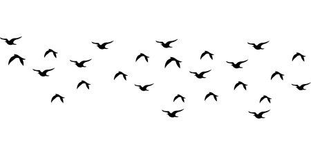 Стая птиц