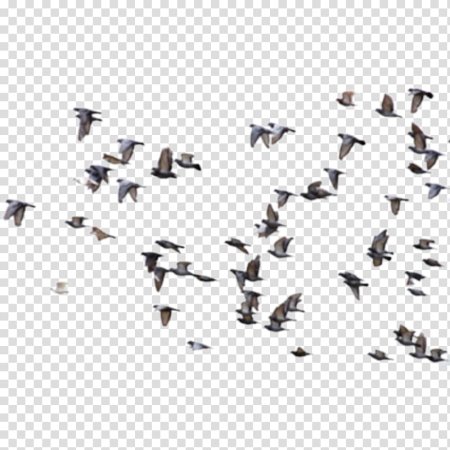 Птицы на прозрачном фоне для фотошопа