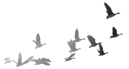 Птицы улетают на прозрачном фоне