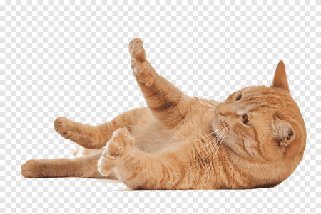 Котенок лежит