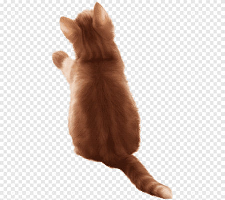 Кошка сидит вид сверху