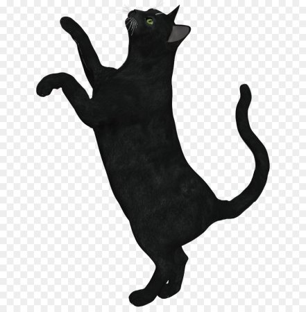 Черный кот на прозрачном фоне