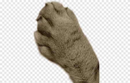 Лапа кота