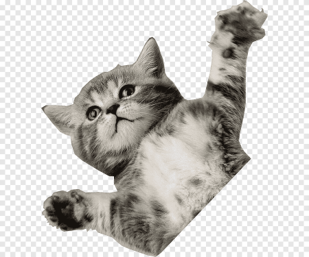 Котик без фона