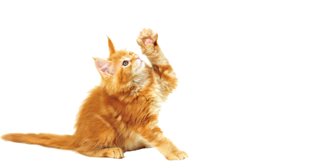 Рыжий кот
