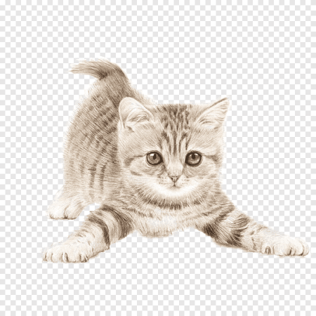 Котик без фона