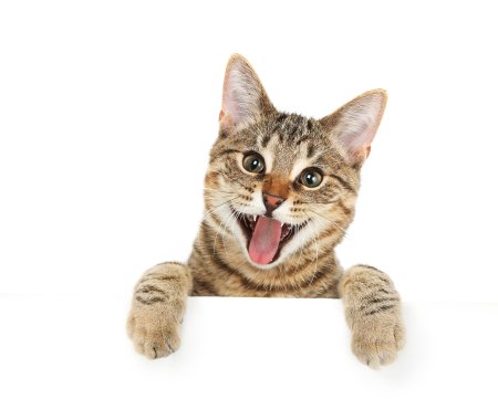 Котенок выглядывает