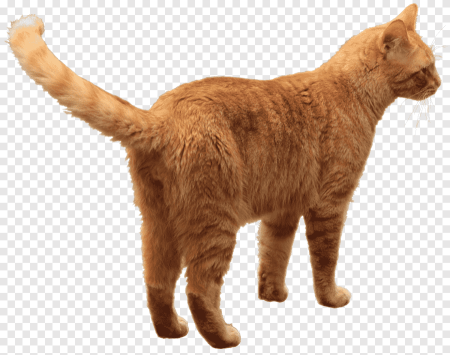 Рыжий кот сбоку
