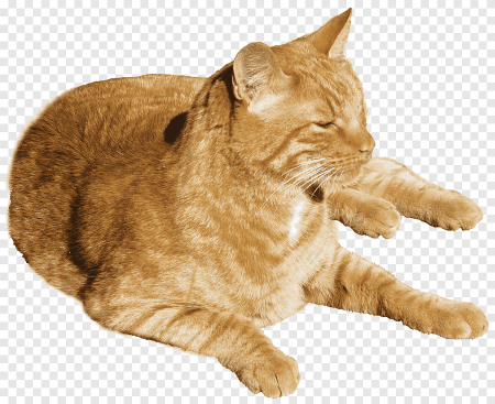Кот на прозрачном фоне