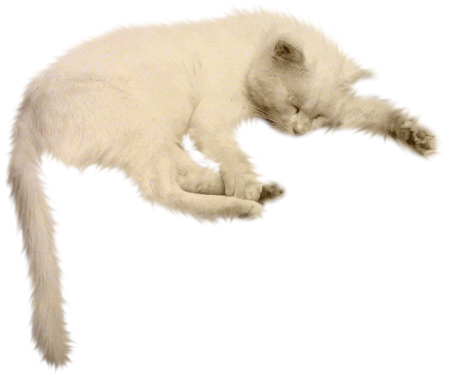 Спящий кот на белом фоне