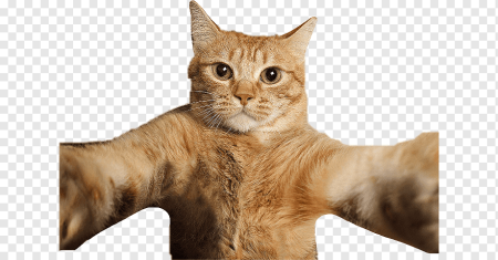 Кот селфи PNG