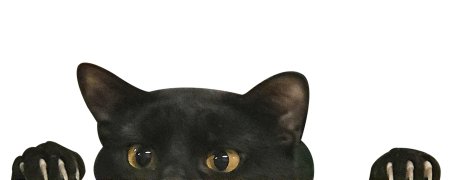 Мемы с котами без фона