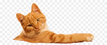 Рыжий котик на белом фоне