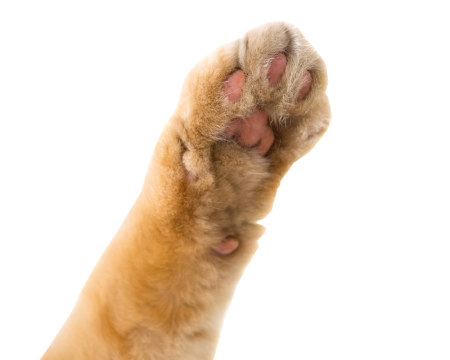 Кошачья лапа сбоку