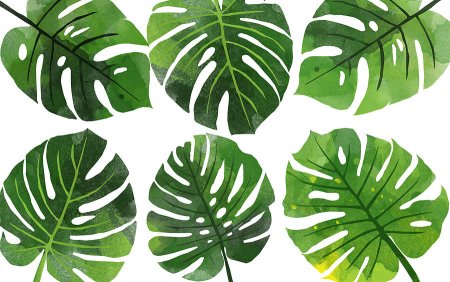 Monstera Leaf vector