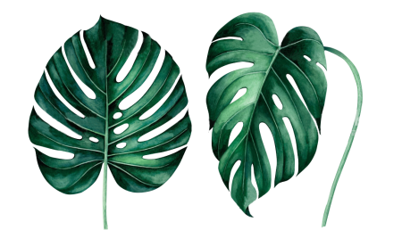 Monstera SP (n2) 75