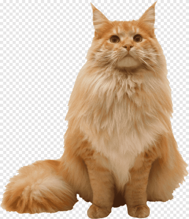 Кошка на прозрачном фоне