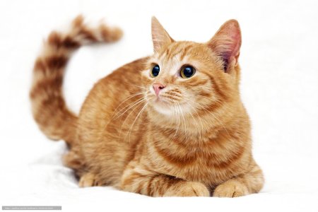Кот на белом фоне