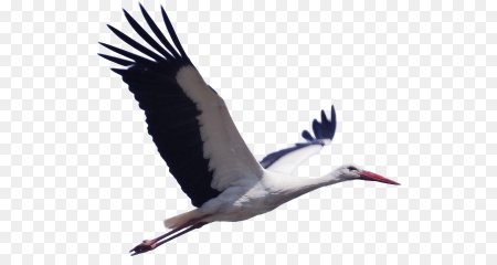Летящий Аист на прозрачном фоне
