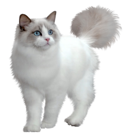 Рэгдолл кошка
