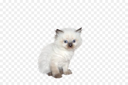 Белый котенок на белом фоне