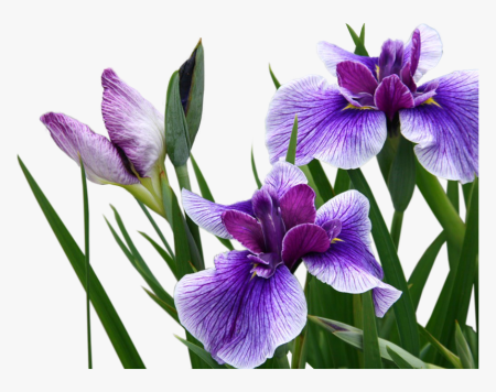Флорентийский Ирис PNG