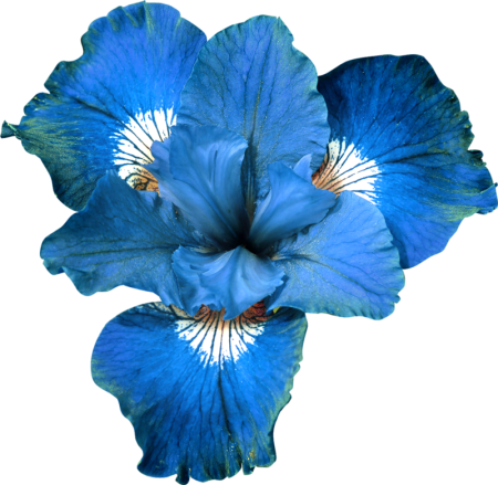 Блуе Фловер