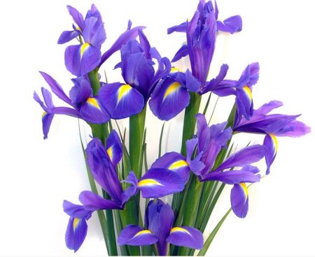 Букет ирисов на белом фоне