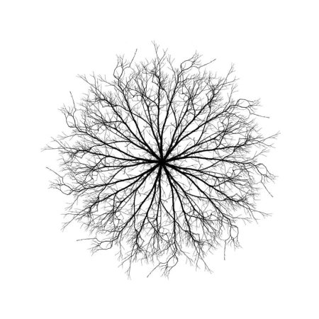 Деревья вид сверху