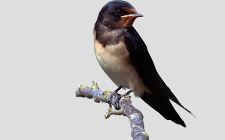 Graphic swallow PNG