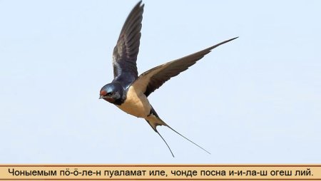 Ласточка на прозрачном фоне