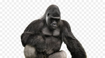 Горилла для фотошопа
