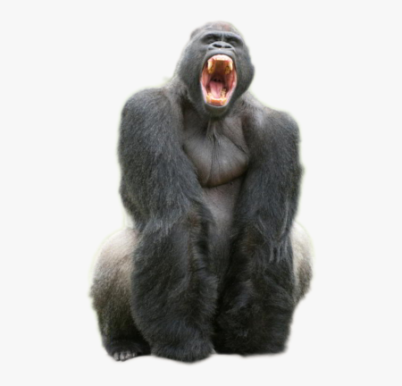 Горилла кричит