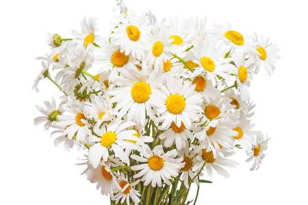 Букет полевых ромашек на белом фоне