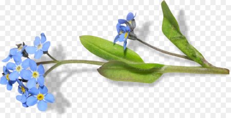 Незабудка на белом фоне