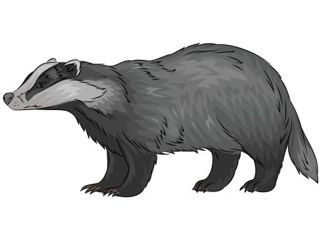 Барсук вектор