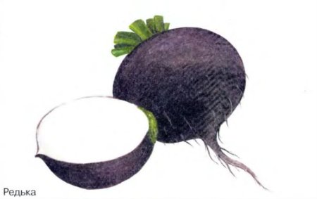 Редька рисунок