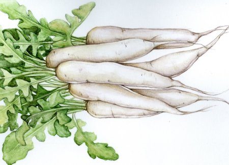 Radish White Daikon