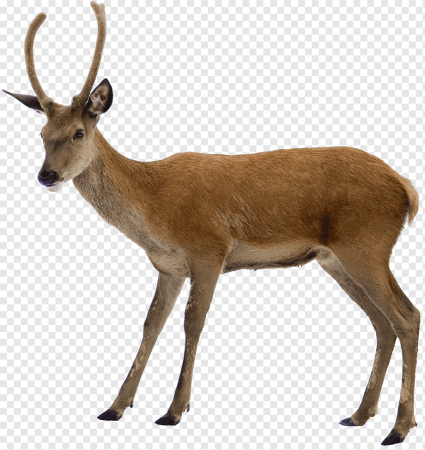 Косуля на белом фоне